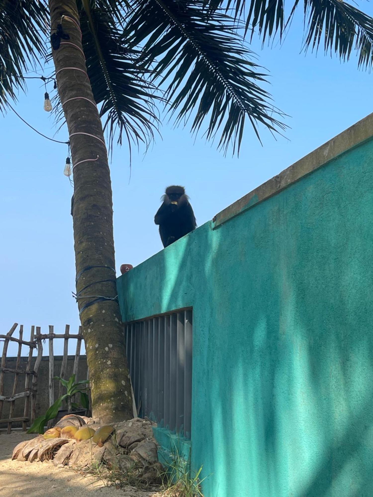 Blue Maalu Resort Ambalangoda  Eksteriør billede